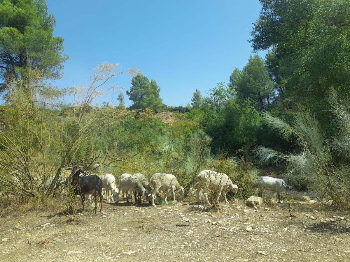 Casa Rural Del Saz Yeste Exteriér fotografie